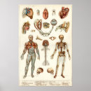 Search for human body diagram posters Medical