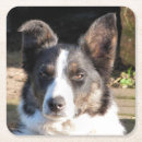 Search for border collie coasters Dog