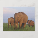 Search for grasslands postcards Field