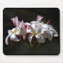 Search for plumeria mousepads Frangipani