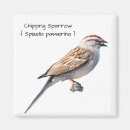 Search for sparrow Wildlife