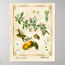 Search for vintage apple tree art Botanical