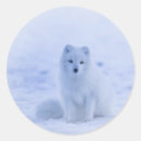 Search for arctic fox stickers White