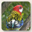 Search for australian coasters Wildlife