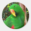 Search for parrot magnets Red