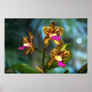 Search for cattleya orchid posters Nature