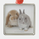 Search for lop rabbit christmas tree decorations Animal