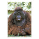 Search for captivating art Animal