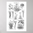 Search for vintage vegetable posters Plants