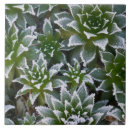 Search for chick tiles Winter