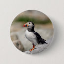 Search for puffin badges Animal