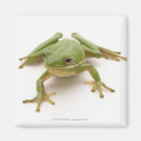 Search for green tree frog magnets Full length
