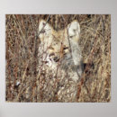 Search for coyotes posters Canines