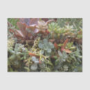 Search for arid photography Cactus