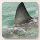 Search for great white coasters Nature