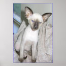 Search for exotic cats posters Pet