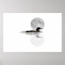 Search for loon posters Wildlife