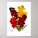 Search for wallflower posters Floral