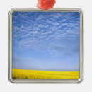 Search for field christmas tree decorations Blue sky
