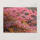 Search for fall foliage postcards Tree