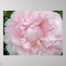 Search for large flower posters Peonies