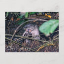 Search for fish eating postcards Wildlife