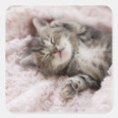 Search for kitten stickers Animal