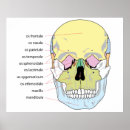 Search for bones posters Chart