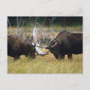 Search for sparring postcards Nature