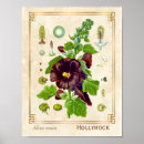 Search for hollyhock posters Illustration