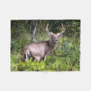 Search for buck photography Animals
