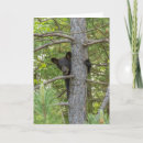 Search for climbing tree postcards Jaynes gallery