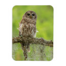 Search for limbs magnets Wildlife