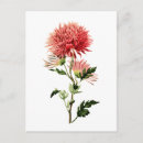Search for button postcards Botanical
