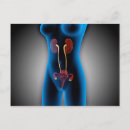 Search for sexuality postcards Uterus