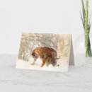 Search for tiger cards Wildlife