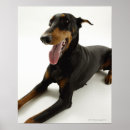 Search for black doberman posters Animal