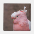 Search for leadbeaters Major mitchell's cockatoo