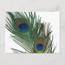 Search for peacock feathers postcards Photography