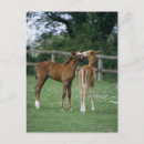 Search for thoroughbred postcards Farm