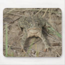 Search for common toad Toads