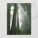 Search for redwood national park postcards Landscape