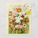 Search for vintage orchid postcards Illustration