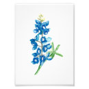 Search for bluebonnets art Wildflower