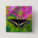 Search for swallowtail badges Yellow