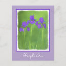 Search for purple iris postcards Iridaceae