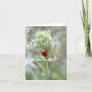 Search for ladybug cards Wildflower