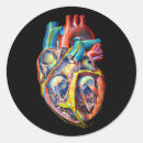 Search for anatomy stickers Biology
