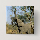 Search for botswana badges Okavango delta