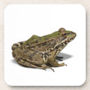 Search for frog coasters Photograph